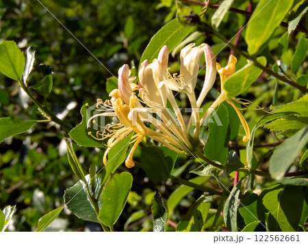 Honeysuckle or lonicera periclymenum flowers and buds 122562661