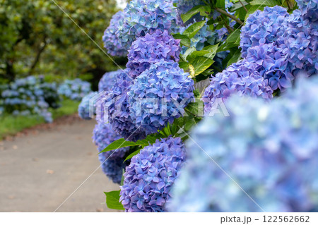 Blue hydrangea flowering plants frame garden path 122562662