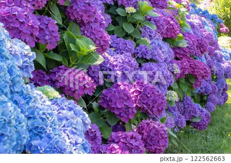 Hydrangea ornamental shrubs with purple and blue flowers garden hedge. 122562663