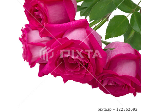 Pink roses Valentine's day flowers bunch isolated in the corner of white background Pink roses Valentine's day flowers bunch isolated in the corner of white background 122562692