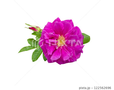 Purple double rugosa rose flower with leaves and bud isolated on white 122562696