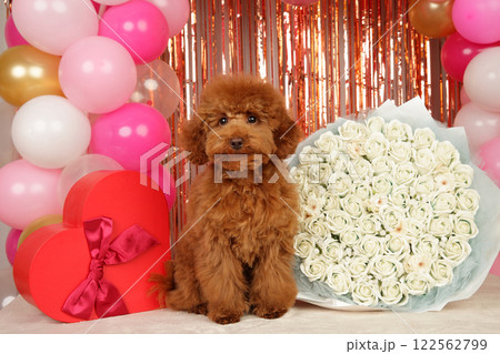 Cute Toy Poodle with White Roses 122562799