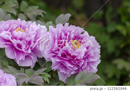 ボタン ボタン 122562846