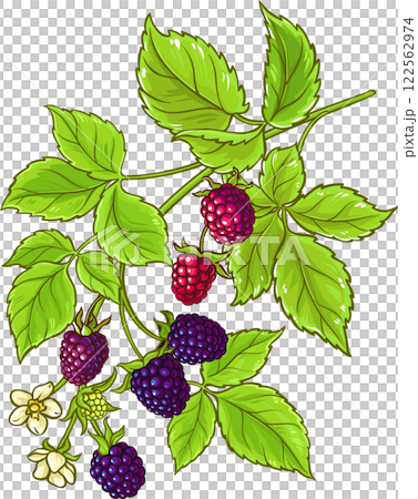 Boysenberry Branch with Flowers and Berries  Colored Detailed Illustration 122562974