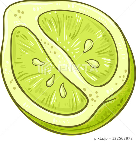 Bergamot Flruit Colored Detailed Illustration. Organic natural nutritional healthy food ingredient, vegetarian diet product.  Vector isolated for design or decoration. 122562978