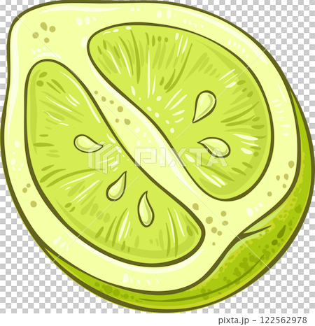 Bergamot Flruit Colored Detailed Illustration. Organic natural nutritional healthy food ingredient, vegetarian diet product.  Vector isolated for design or decoration. 122562978