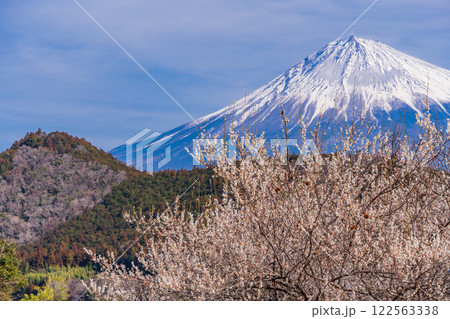 【静岡県】富士宮・白梅の向こうに富士山 【静岡県】富士宮・白梅の向こうに富士山 122563338