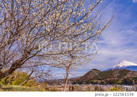 【静岡県】富士宮・白梅の向こうに富士山 122563339