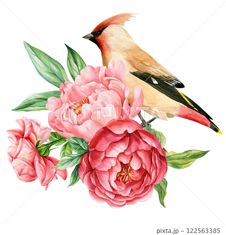 Waxwing Bird, Peonies flowers watercolor spring illustration botanical floral painting, hand painted nature art isolated 122563385