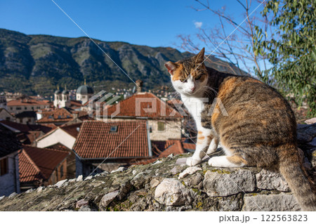 A friendly cat sits on a wall, overlooking Kotor. Montenegro. 122563823