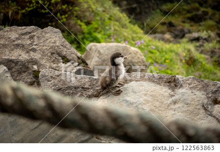 A colorful bird is perched on a rock near a long rope A colorful bird is perched on a rock near a long rope 122563863