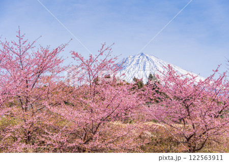 【静岡県】大石寺の河津桜越しに富士山 122563911