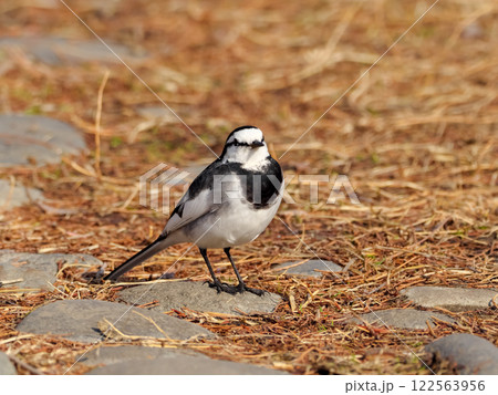 ハクセキレイ 122563956