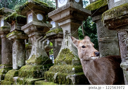 A deer stands peacefully in front of stone lanterns in Nara. Japan 122563972
