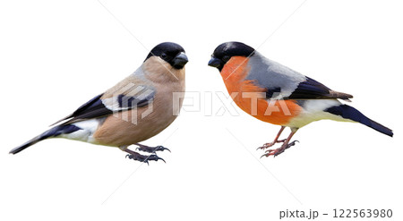 Male and female of bullfinch on white background, Pyrrhula pyrrhula 122563980