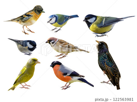 set of birds isolated on white background 122563981
