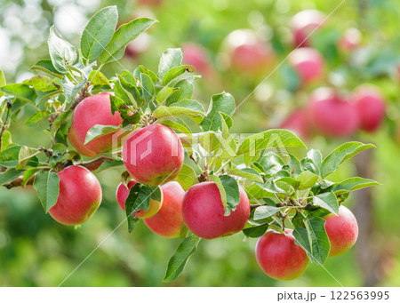 branch of ripe red apples hanging on tree in orchard garden branch of ripe red apples hanging on tree in orchard garden 122563995