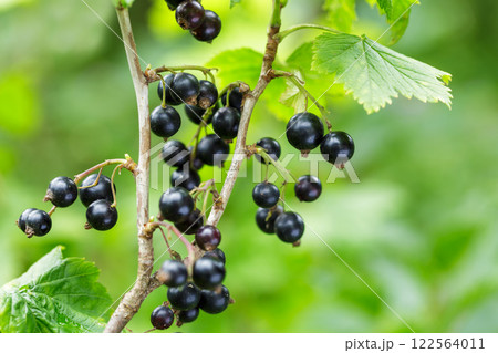ripe black currant hanging on bush in garden ripe black currant hanging on bush in garden 122564011