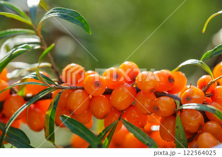 Ripe sea buckthorn berries on tree in garden 122564025