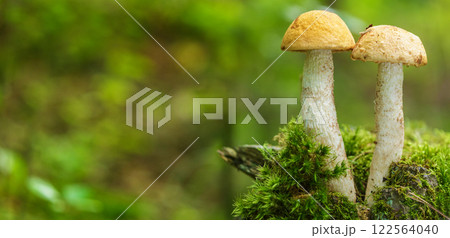 Edible mushrooms with red-capped on green background in a forest. Leccinum aurantiacum mushroom 122564040