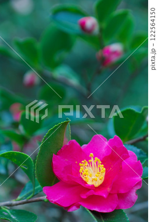赤い山茶花(荒神谷遺跡公園:出雲市) 赤い山茶花(荒神谷遺跡公園:出雲市) 122564150