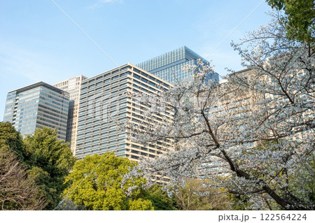 Tall buildings and cherry blossom tree. View from Imperial Palace. Tokyo. Japan Tall buildings and cherry blossom tree. View from Imperial Palace. Tokyo. Japan 122564224
