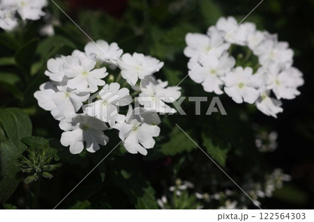 白いバーベナの花 白いバーベナの花 122564303