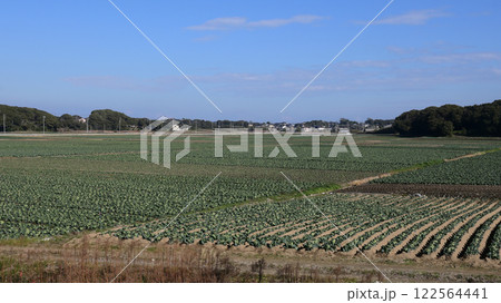 銚子のキャベツ畑 122564441