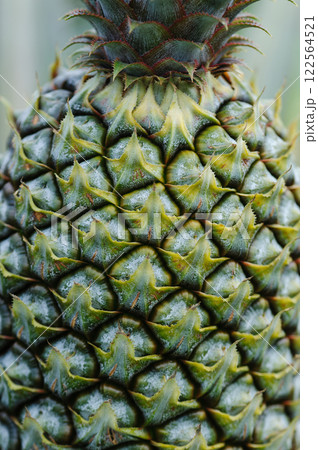 Pineapple grow on tree in garden Pineapple grow on tree in garden 122564521