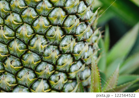 Pineapple grow on tree in garden Pineapple grow on tree in garden 122564522