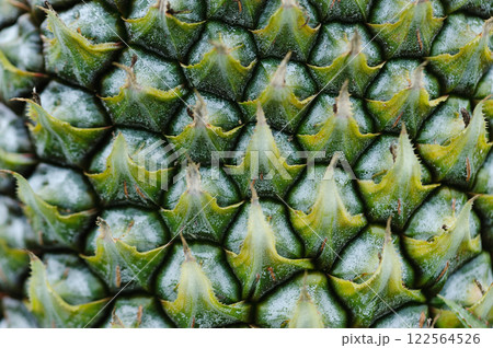 Pineapple grow on tree in garden Pineapple grow on tree in garden 122564526