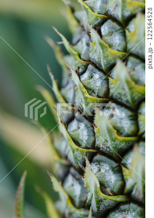 Pineapple grow on tree in garden Pineapple grow on tree in garden 122564528