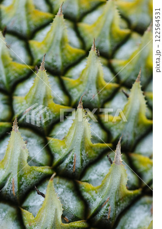 Pineapple grow on tree in garden 122564531