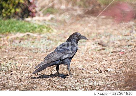 ハシボソガラス ハシボソガラス 122564610