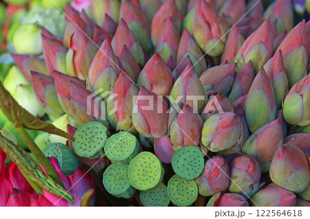 seed head and pink lotus flower in vietnam seed head and pink lotus flower in vietnam 122564618