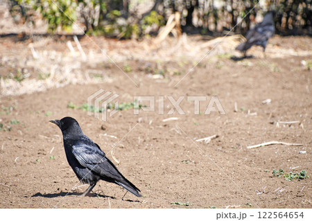 ハシボソガラス 122564654