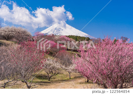 【静岡県】裾野市梅の里　紅白梅が満開　新雪富士 122564854