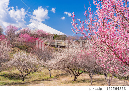 【静岡県】裾野市梅の里 紅白梅が満開 新雪富士 【静岡県】裾野市梅の里 紅白梅が満開 新雪富士 122564858