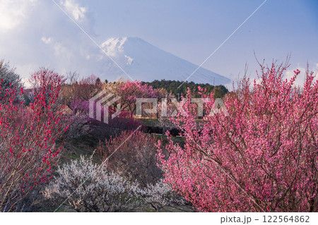 【静岡県】裾野市梅の里 紅白梅が満開 新雪富士 【静岡県】裾野市梅の里 紅白梅が満開 新雪富士 122564862
