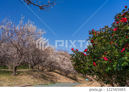 【静岡県】紅白梅が満開　裾野市梅の里ランニングコース 122565065