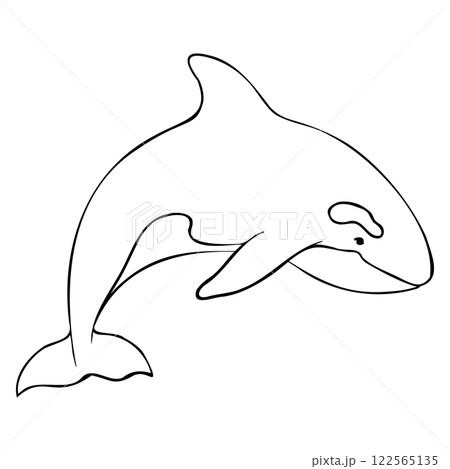Vector contour of Killer whale or Orcinus orca. Linear Wild inhabitants of the seas and oceans of the Arctic. Hand drawn outline illustration. Undersea mammal animal in monochrome 122565135