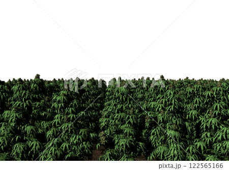 大麻 大麻 122565166