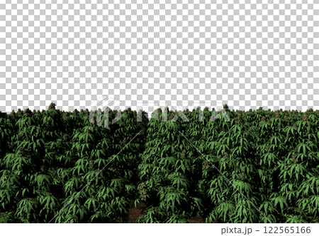 大麻 大麻 122565166