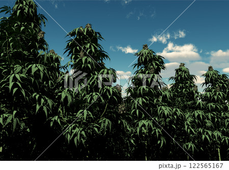 大麻 大麻 122565167