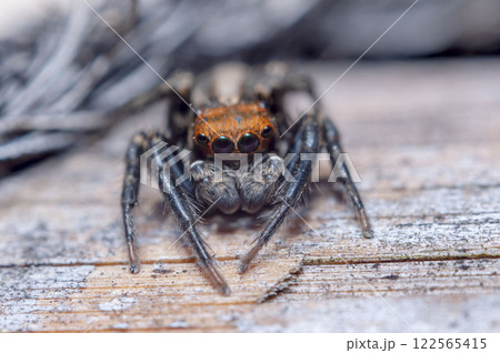 ミスジハエトリ ミスジハエトリ 122565415