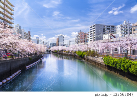 春の横浜の都市風景　「大岡川プロムナード」の桜並木【神奈川県・横浜市】 122565847