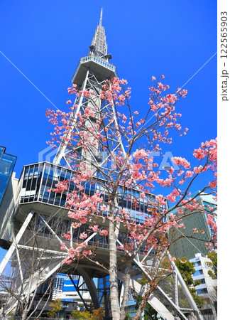 【愛知県】名古屋テレビ塔と河津桜 【愛知県】名古屋テレビ塔と河津桜 122565903