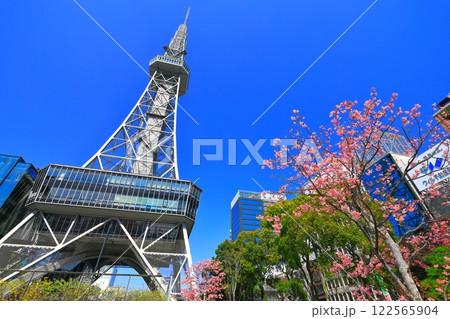 【愛知県】名古屋テレビ塔と河津桜 122565904