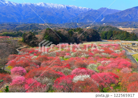 【三重県】いなべ梅林公園の満開の梅と鈴鹿山脈 122565917