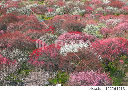【三重県】いなべ梅林公園の満開の梅 122565918